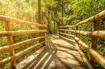 Wood footpath within the tropical forest