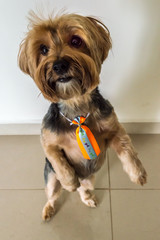 Yorkshire Terrier wearing tie standing in two paws