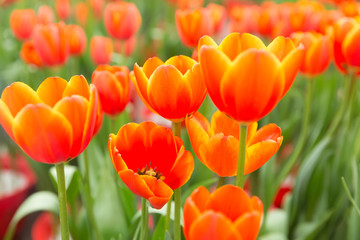 Red tulip background