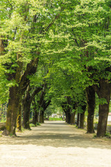 Tunnel of trees on a sunny day