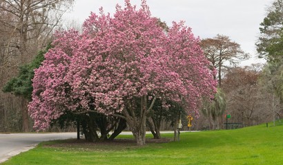 Tulip tree located along a roadside in South Carolina
