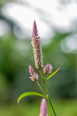 Pink cockscomb flower