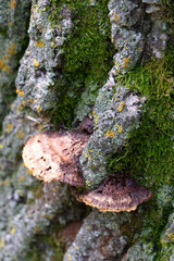 Moss and Mushrooms