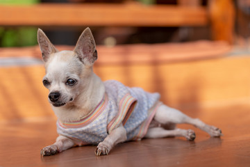 Cute Chihuahua Dog