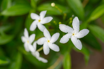 Cape jasmine or Gardenia jasmine flower