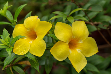 Yellow Golden Trumpet flower