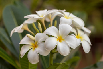 Fototapeta na wymiar White plumeria flower blooming on the tree