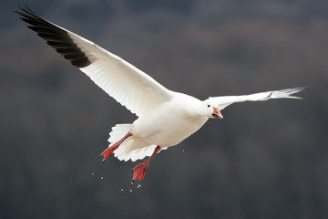 Snow Goose in Flight