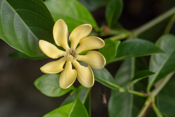 Fototapeta premium Golden Gardenia Flower