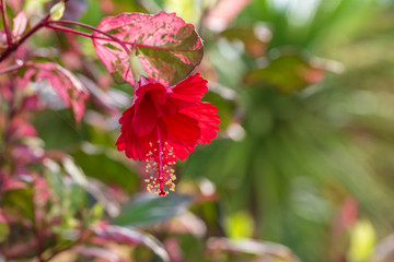 Red Hibiscus Flower