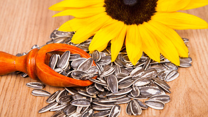 Fototapeta premium pile of sunflower seeds