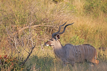 Kudu Bull in the Bush