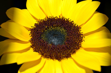 Sunflower head closeup with central dramatic light against a black background