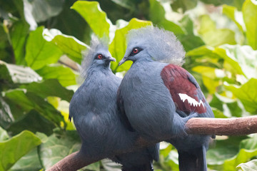 Crowned Pigeon Pair