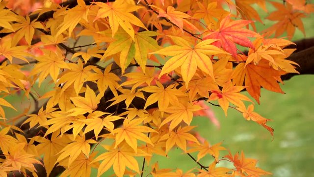 Japanese maple leaves, autumn leaves with the water background, 4K