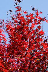 紅葉のグラデーション