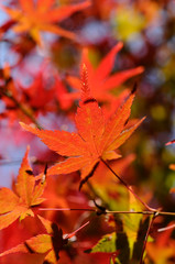 紅葉のグラデーション