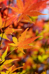 紅葉のグラデーション