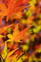 紅葉のグラデーション