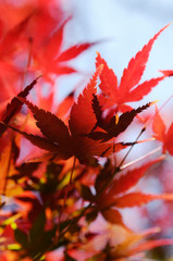 紅葉のグラデーション