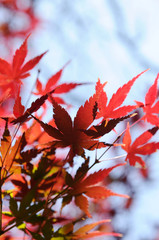 紅葉のグラデーション