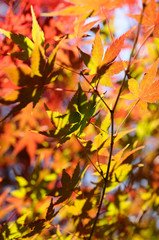 紅葉のグラデーション