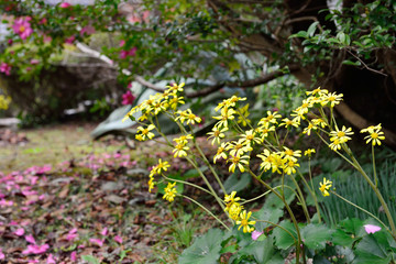 みやこ町のツワブキ