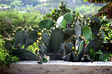 variedades, rosas, gatos, paisajes, flores