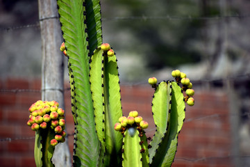 variedades, rosas, gatos, paisajes, flores