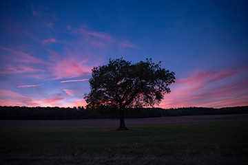 Fototapeta na wymiar Baum vor feuerrotem Abendhimmel