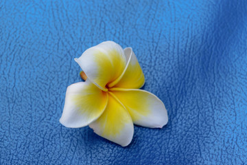 Blossom of white and yellow plumeria flower on blue background