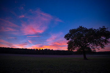 Fototapeta na wymiar Baum vor feuerrotem Abendhimmel