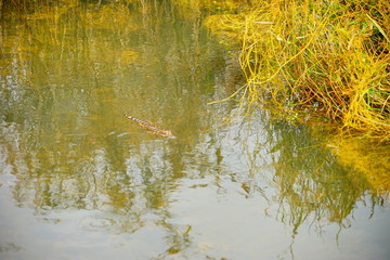 everglades national park landscape