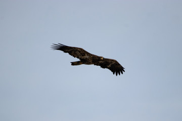 Wind Rider