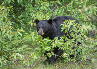 Black bear in Jasper National Park