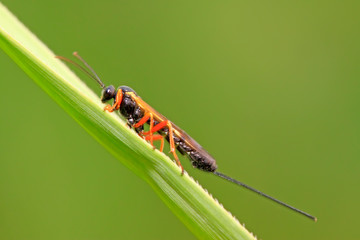 ichneumon wasp on green leaf in the wild
