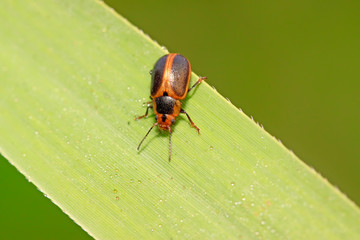 beetle in green grass