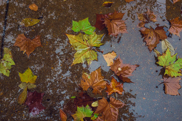 colorful autumn leaves in water reflection background