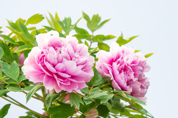  Rich peony in spring © 忆江