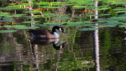 Arched Neck and Canadian Goose
