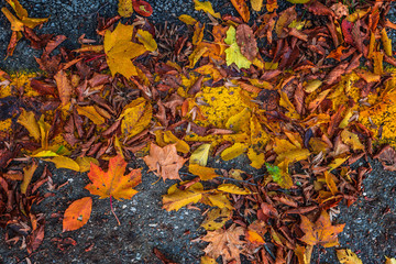 Dry colorful autumn leaves on the road