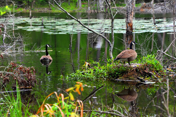Couple Canadian Geese Protect Their Eggs
