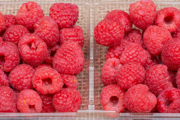 Macro shot of ripe organic raspberries in plastic box on burlap background