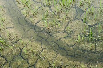 Closeup Rice in Paddy.