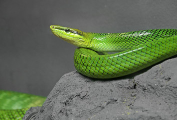 Red-Tailed Green Ratsnake Coiled on The Rock
