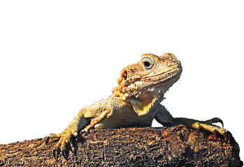 Painted Dragon on Branch on White Background with Clipping Path