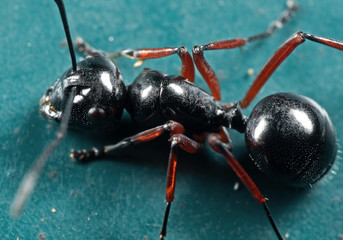 Macro Photo of Black Ant on The Floor