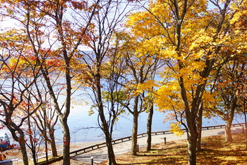 Naklejka premium 紅葉した木々と十和田湖