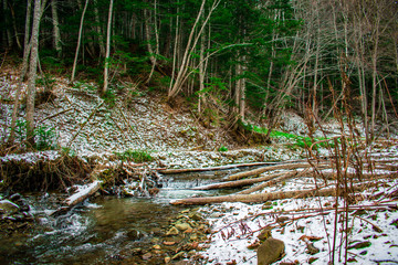 stream in the forest