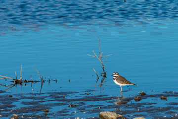 Sandpiper standing in the water